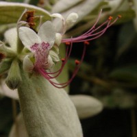 Congea tomentosa Roxb.